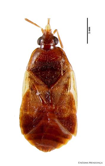 Lyctocoris campestris (Fabricius, 1794)